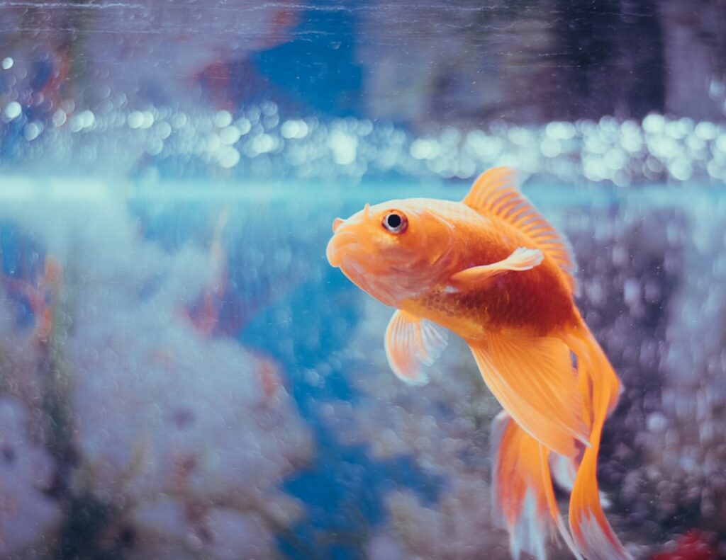 Exploring the Fascinating Pygmy Corydoras